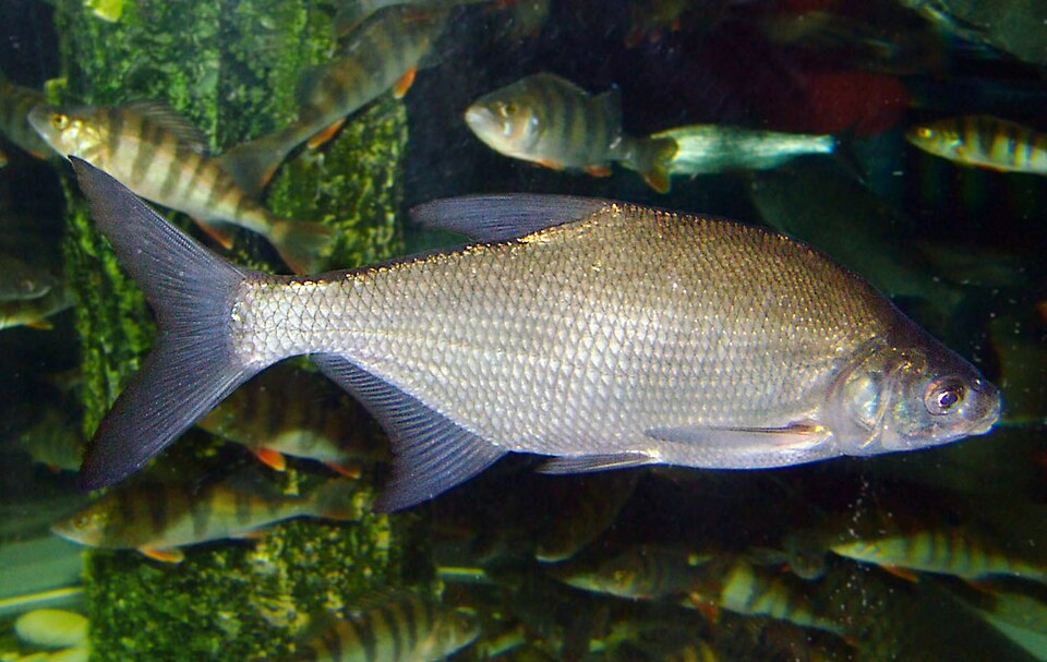 Plătică (Abramis brama)