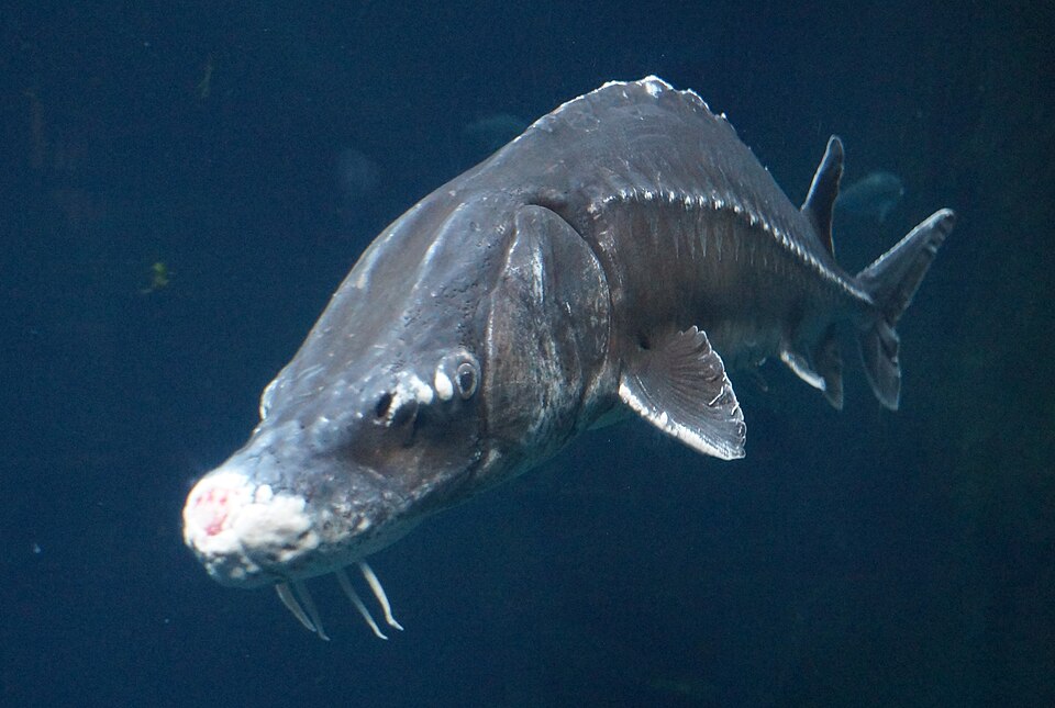Sturioni (Acipenseridae)