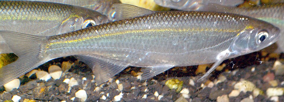 Oblete (Alburnus alburnus)