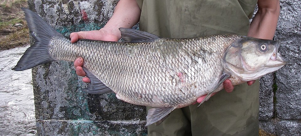 Avat (Aspius aspius)