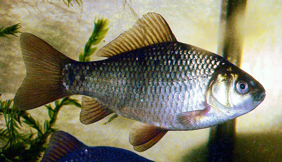 Caracudă (Carassius carassius)