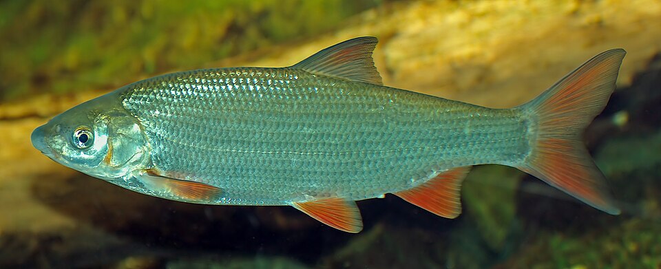 Scobar (Chondrostoma nasus)