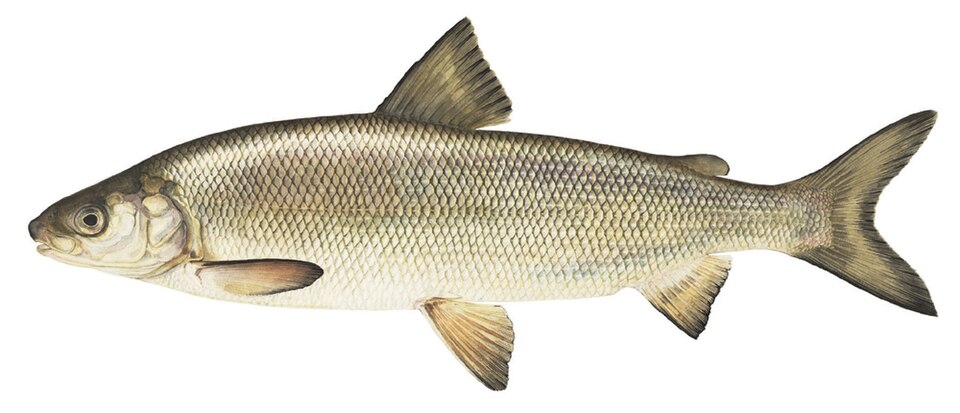 Coregon (Coregonus sp.)