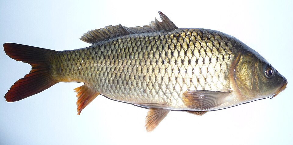 Crap (Cyprinus carpio)