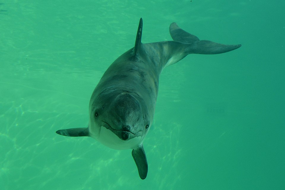 Delfini (Delphinidae)