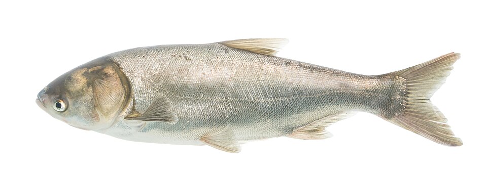 Sânger (Hypophthalmichthys molitrix)