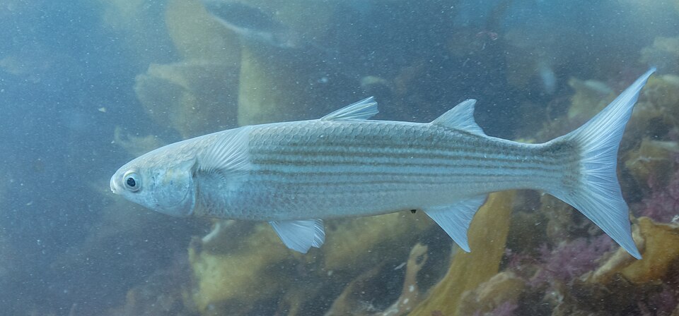 Chefal (Mugil sp.)