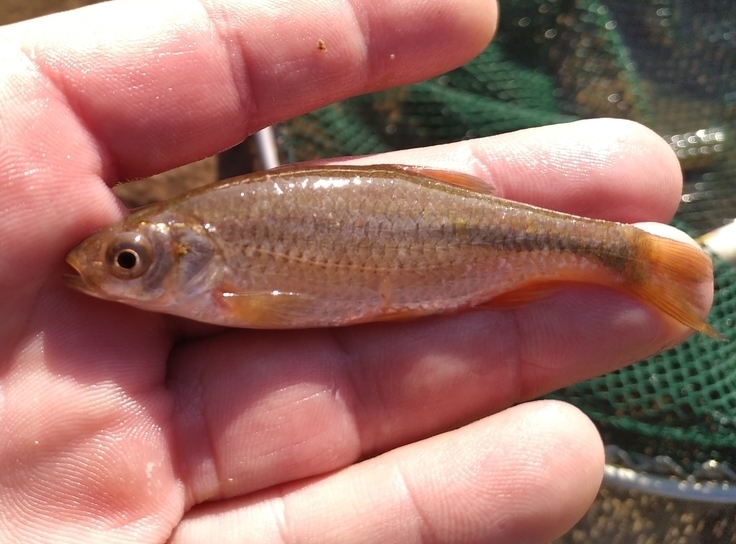 Cernușcă (Petroleuciscus borysthenicus (Leucisus borysthenicus))