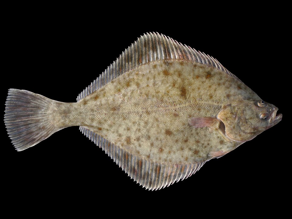 Cambulă (Platichthys flesus)