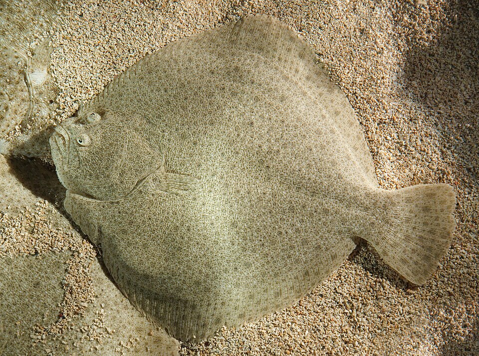 Calcan (Scophthalmus maximus (Psetta maxima))