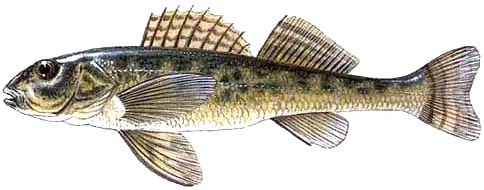 Asprete (Romanichthys valsanicola)