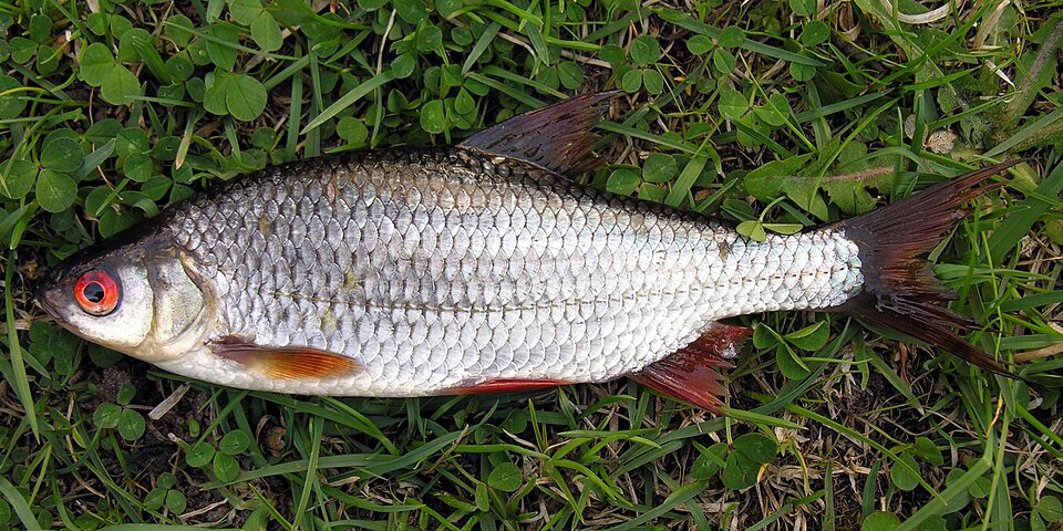 Roach (Rutilus rutilus)