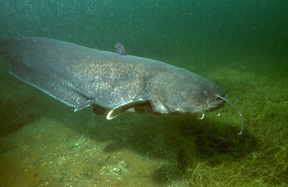 Somn (Silurus glanis)