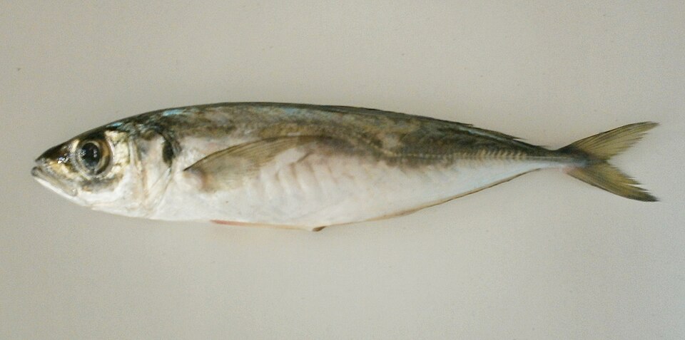 Stavrid (Trachurus mediterraneus)