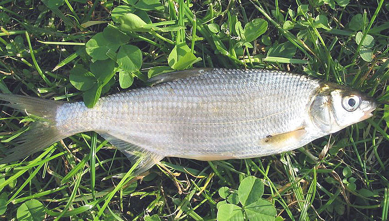Morunaș (Vimba vimba)
