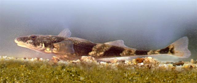 Fusar (Zingel streber)